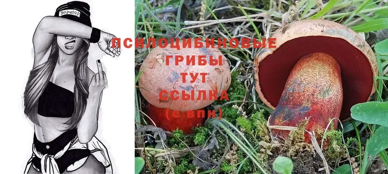 Псилоцибиновые грибы Psilocybe  Опочка 